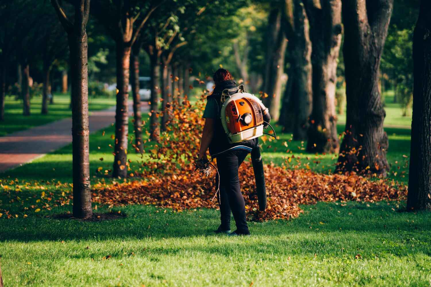 The Steps Involved in Our Tree Care Process in Calverton Park, MO